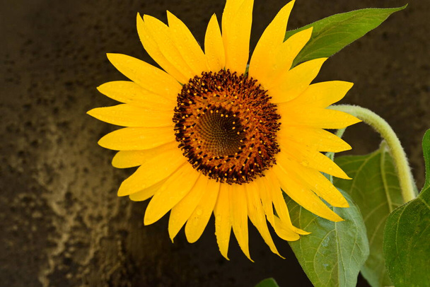 vue rapprochée du magnifique tournesol jaune dans le jardin - Photo, image