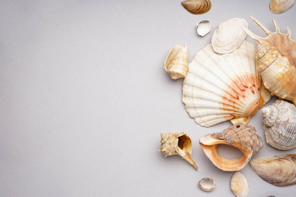 Many beautiful sea shells on grey background, space for text. Flat lay. - Photo, Image
