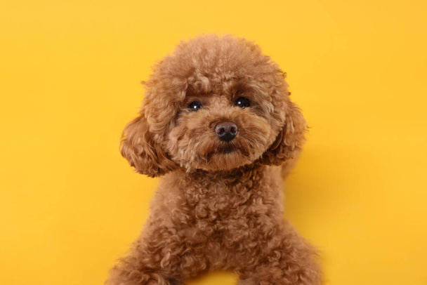 Cute Maltipoo dog on orange background. Lovely pet - Photo, Image