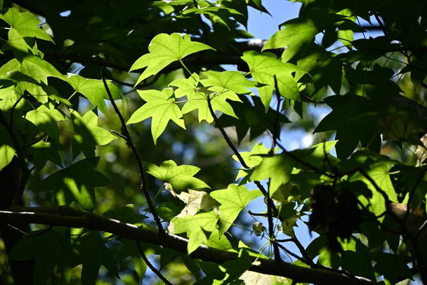 Gomme douce américaine (Liquidamber styracifula) arbre. Altingiaceae arbre à feuilles caduques. Il est utilisé comme un arbre de parc et un arbre de rue, et ses feuilles d'automne sont très belles. - Photo, image