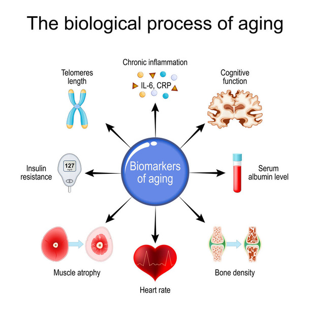 Yaşlanma süreci. Kırılganlık Biyomarkerları. Hücresel yaşlılık. Epigenetik saatler. Vektör diyagramı - Vektör, Görsel