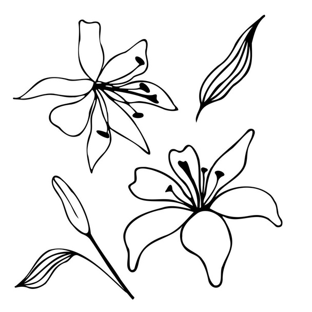 Dudling element lily and leaves on white background - Vector, Image