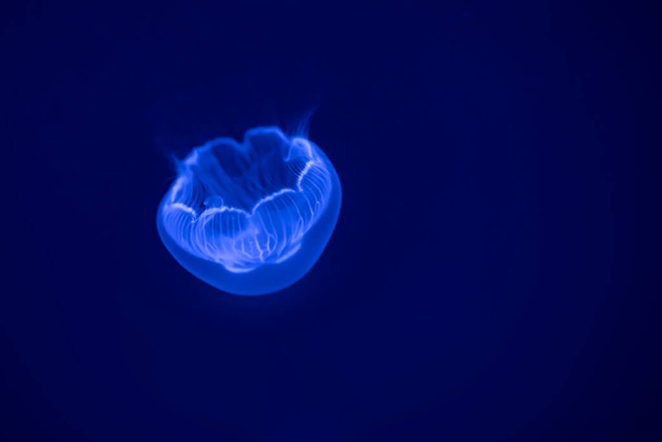Gelatina lunare (aurelia labiata), nell'acqua di mare. Meduse nell'habitat naturale oceanico. - Foto, immagini