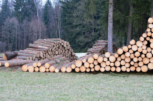 срубленные деревья, готовые к транспортировке
 - Фото, изображение