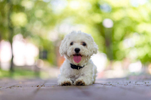 Lovely cheerful Maltese dog, pet, white puppy in garden, summertime	 - Photo, Image