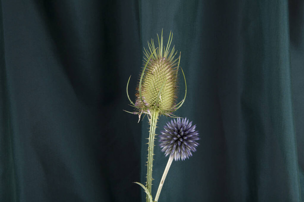 a couple of thistle stalk in front of a background of green curtains. Minimal color still life photography. - Photo, Image