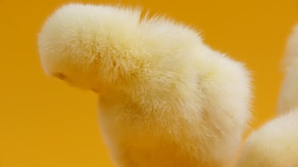 Little chicks close up on yellow background - Felvétel, videó