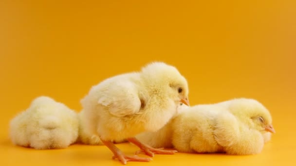 Sleepy chicks on orange background - Video, Çekim