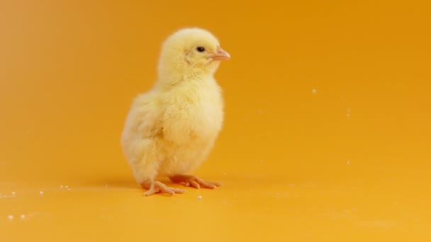 Little chick chirps - Footage, Video