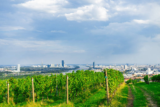 Рядки виноградників на пагорбі у районі Відня Австрія Нусберг, Вид на місто Відень - Фото, зображення
