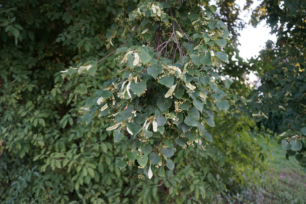 Tilia cordata grandit en juillet. Tilia cordata est une espèce d'arbre de la famille des Malvaceae. Berlin, Allemagne - Photo, image