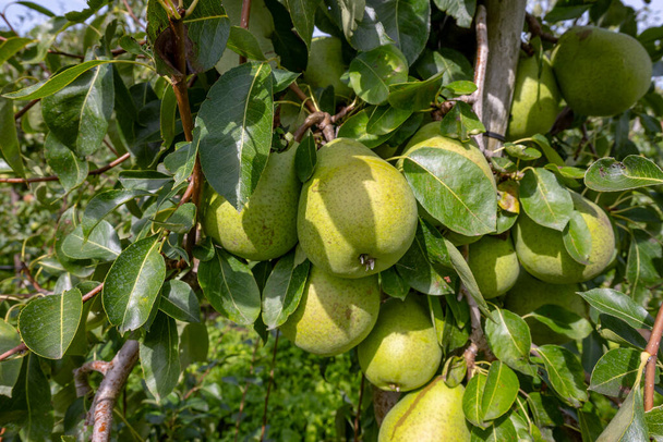 Betuwe, Gelderland, Hollanda 'da olgunlaşmış meyvelerle dolu sıra sıra Konkord armut ağaçlarıyla yeşil organik bahçeler Eylül ayında hasat etmeye hazır. - Fotoğraf, Görsel
