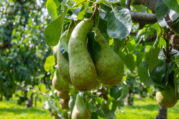 Green organic orchards with rows of Conference pear trees with ripe fruits in Betuwe, Gelderland, Netherlands, ready to harvest in september - Photo, Image
