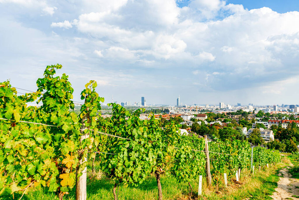 Wijngaard rijen op een heuvel in Wenen Oostenrijk Nusserg gebied, Uitzicht op Wenen City - Foto, afbeelding