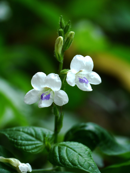weiße Wildblumen - Foto, Bild