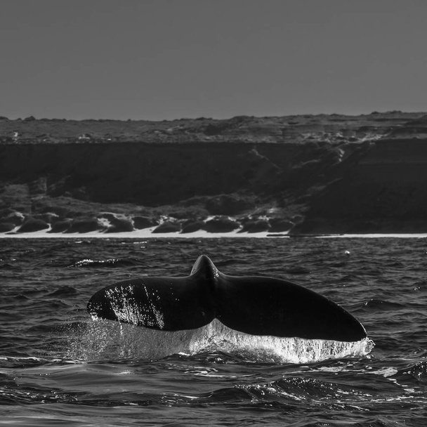Sohutern prawy ogon wieloryba, Półwysep Valdes, Chubut, Patagonia, Argentyna - Zdjęcie, obraz