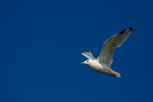 Ringschnabelmöwe fliegt unter blauem Himmel mit Kopierraum, waagerecht - Foto, Bild