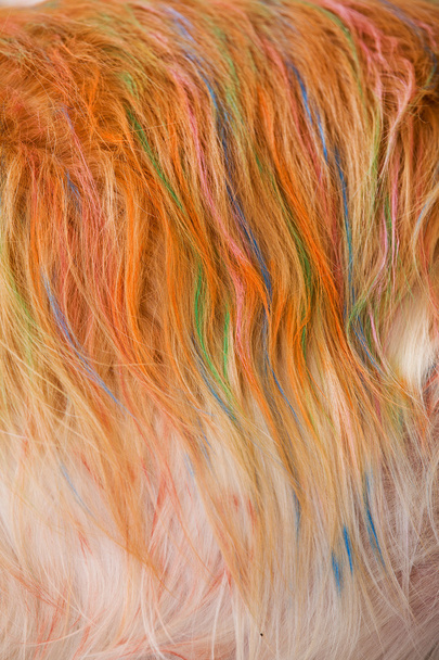 犬の黄金の髪のカラーリングが美しい. - 写真・画像
