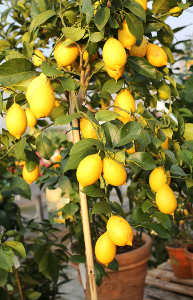 Sarı olgun limon meyve ağacı içinde - Fotoğraf, Görsel