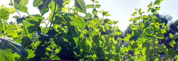 Green plants, panoramic view. Summer landscape of nature. - Photo, Image