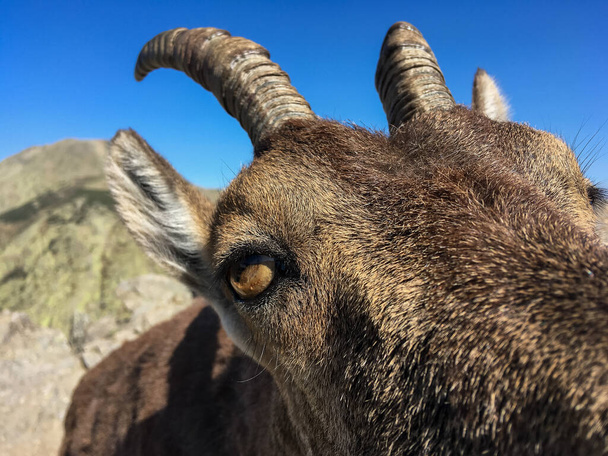 Retrato de uma fêmea ibérica ibex, Capra pyrenaica victoriae. Um retrato amigável de uma cabra de montanha que estava curioso sobre a câmera na Serra de Gredos, Avila, Espanha. - Foto, Imagem
