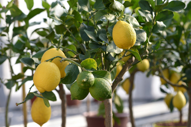 Ağaçta asılı sağlıklı yeşil ve sarı limon - Fotoğraf, Görsel