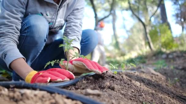 young woman with colorful fieldwork gloves plants tomato plants in home garden - Footage, Video