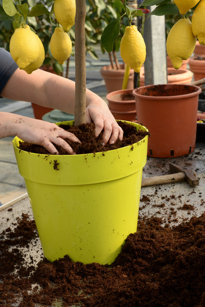 Κηπουρός potting ένα φυτό - Φωτογραφία, εικόνα