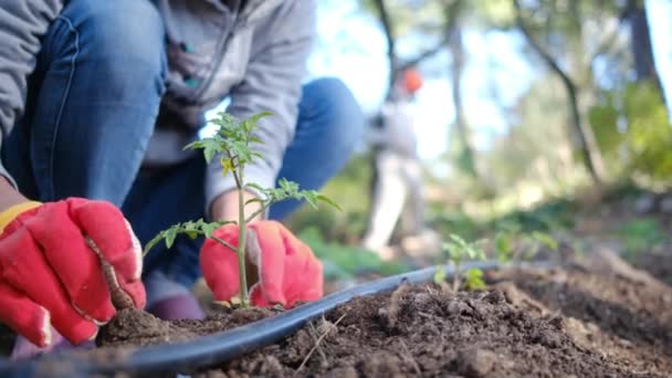 junge Frau mit bunten Feldhandschuhen pflanzt Tomatenpflanzen im heimischen Garten - Filmmaterial, Video