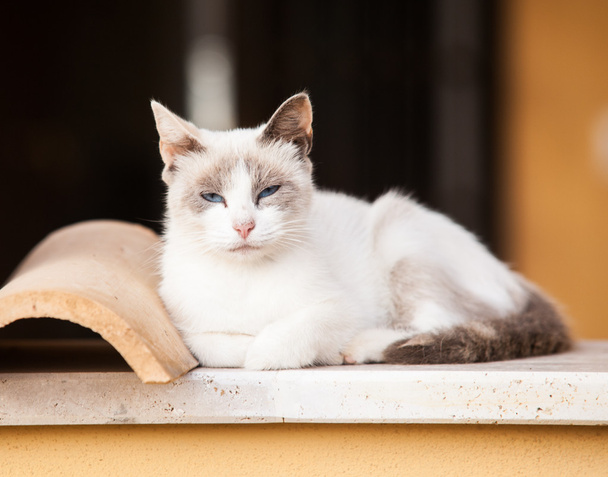 Gatti-Cats-Felino - Fotoğraf, Görsel