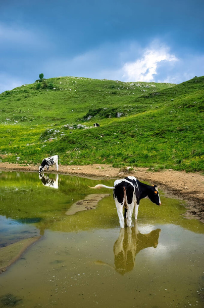 Dos vacas junto a un charco de agua en un pastizal de gran altitud - Foto, Imagen