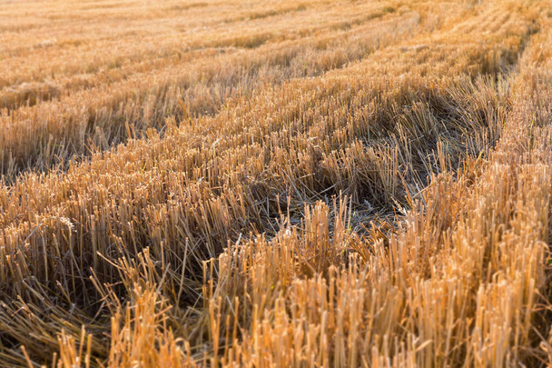 Chaume après la récolte de blé sur le champ agricole à la soirée ensoleillée, vue rétroéclairée en mise au point sélective - Photo, image