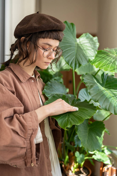 Dziewczyna wycierająca kurz z liści alokazy, dbająca o roślinę domową przy użyciu mokrej podkładki bawełnianej, nawilża w okresie grzewczym. Miłośnicy roślin, koncepcja ogrodnictwa domowego.  - Zdjęcie, obraz