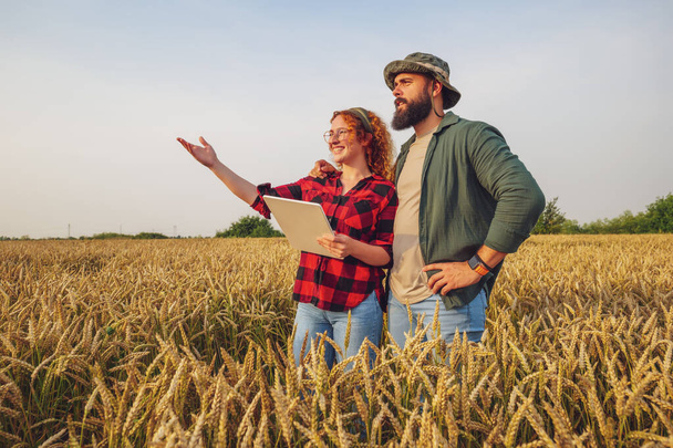 Profession agricole familiale. L'homme et la femme cultivent le blé. Ils examinent les progrès des plantes. - Photo, image