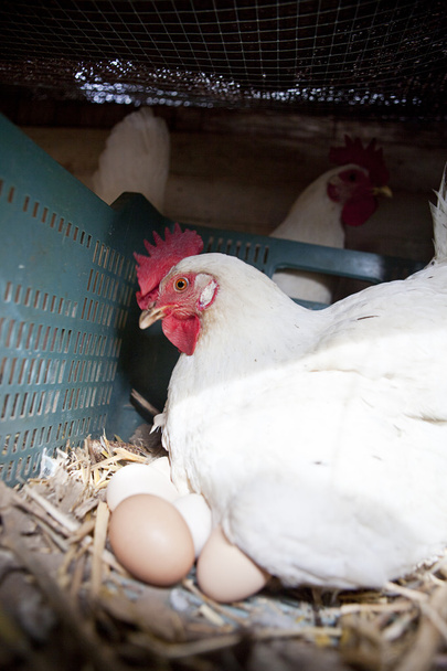 Slepice s několika čerstvých velkých vajec - Fotografie, Obrázek