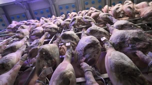 Fabryka nog świni Jamon serrano wisząca w przemysłowych nogach iberyjskiej szynki. Proces opracowywania szynki iberyjskiej - Materiał filmowy, wideo