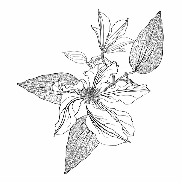 Czarno-biała linia ilustracja kwiatu powojnika i liści na białym tle. - Wektor, obraz