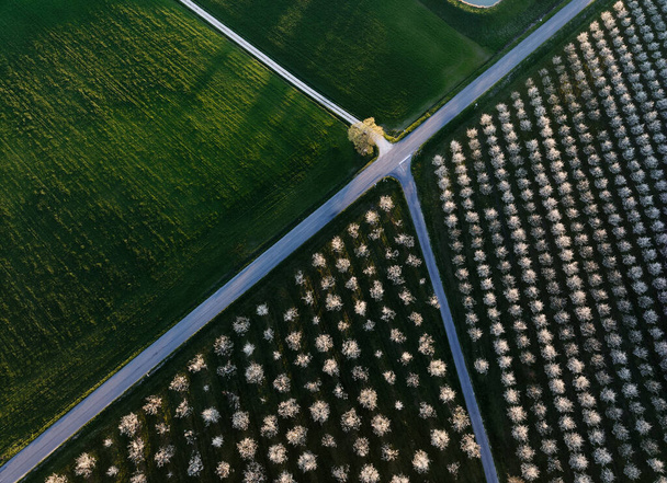 Kruispunt in het midden van een pruimenveld gezien vanuit de lucht - Foto, afbeelding