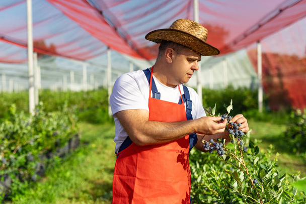 Farmer working and picking blueberries on a organic farm - Fotografie, Obrázek
