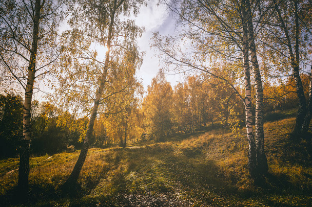Žluté listy padají do břízového háje na zlatém podzimu při západu slunce. Krajina se stromy za slunečného dne. Ročník filmové estetiky. - Fotografie, Obrázek
