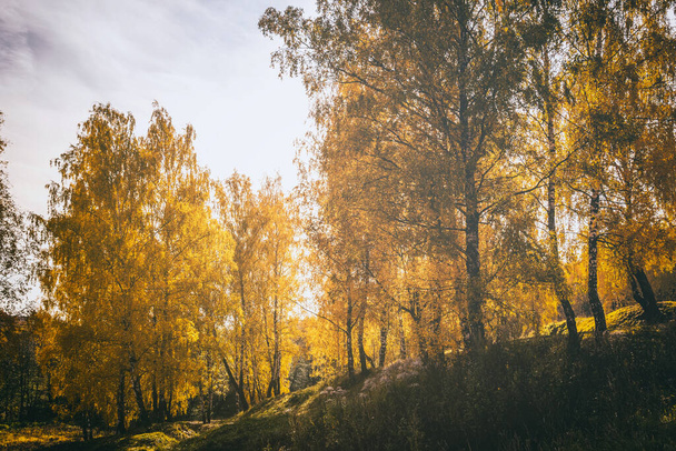 Las hojas amarillas caen en el abedul en otoño dorado al atardecer. Paisaje con árboles en un día soleado. Vintage película estética. - Foto, imagen