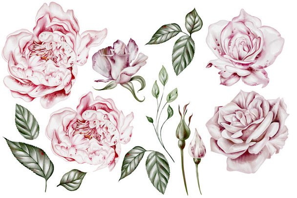 バラとピーニーの花,葉をセットした水彩. イラストレーション - 写真・画像
