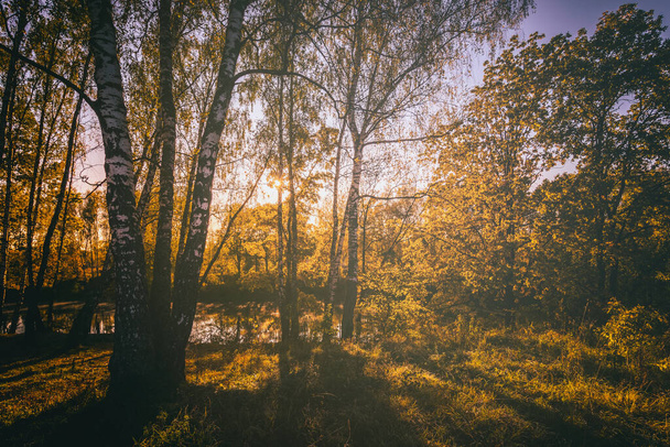 Birch grove with golden leaves in golden autumn, illuminated by the sun at sunset or dawn. Aesthetics of vintage film. Landscape. - Photo, Image