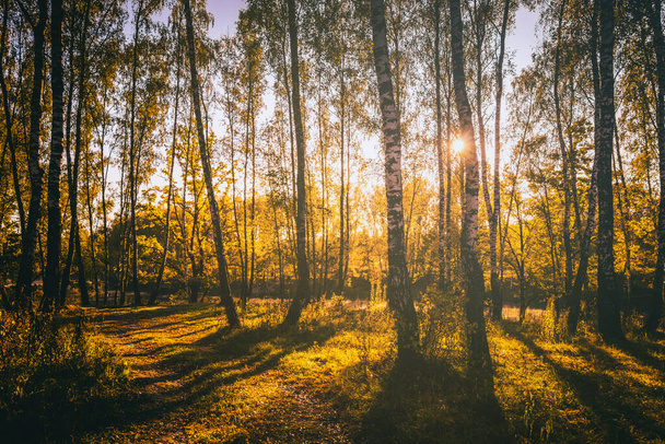 Bosque de abedul con hojas doradas en otoño dorado, iluminado por el sol al atardecer o al amanecer. Estética de la película vintage. Paisaje. - Foto, Imagen