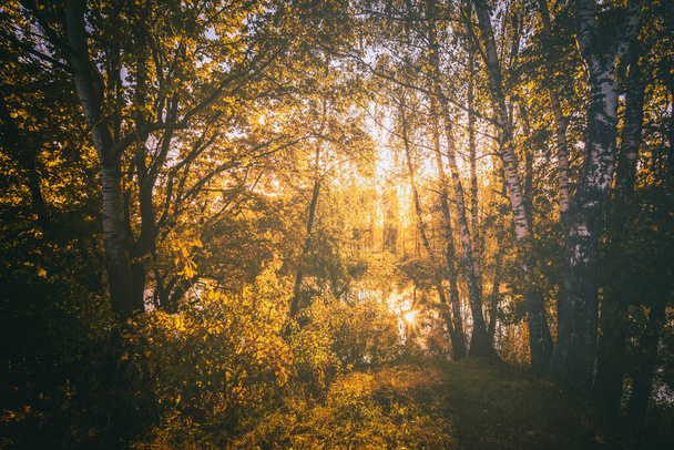 Zonsopkomst bij de vijver met berken op een zonnige herfstochtend. Landschap. Vintage film esthetisch. - Foto, afbeelding