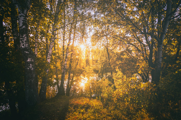 Napkelte a tó közelében nyírfákkal egy napos őszi reggelen. Tájkép. Szüreti film esztétikai. - Fotó, kép