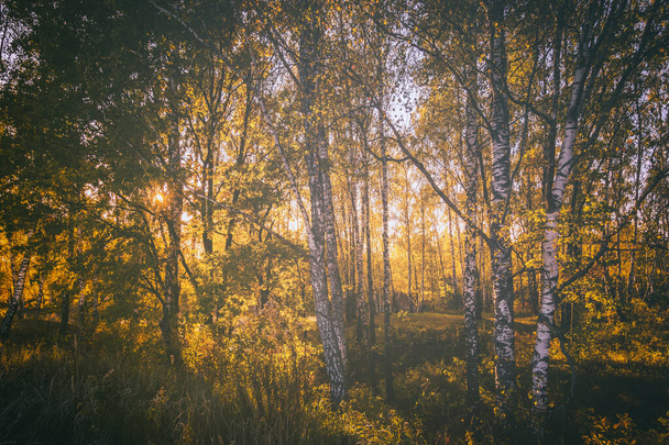 Wschód słońca w pobliżu stawu z brzozami w słoneczny jesienny poranek. Krajobraz. Estetyczna folia vintage. - Zdjęcie, obraz