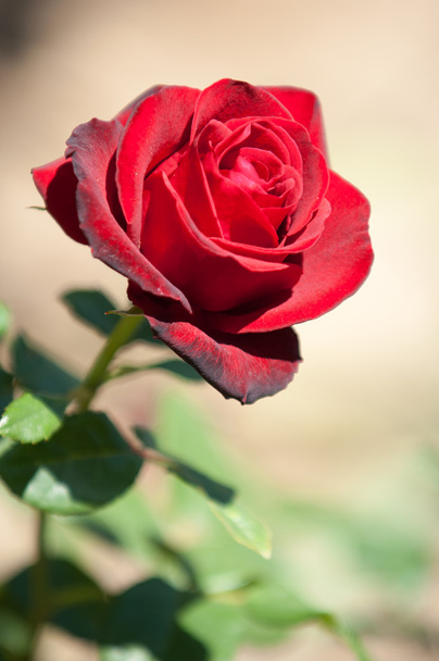 růže - Fotografie, Obrázek