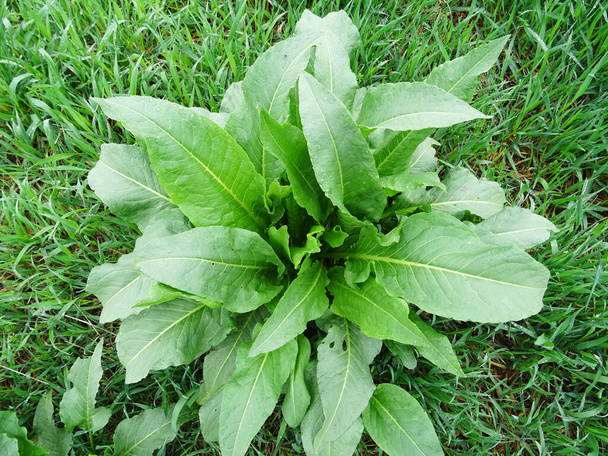 Rumex confertus en condiciones naturales, primer plano. Grandes hojas verdes, imagen de fondo - Foto, imagen