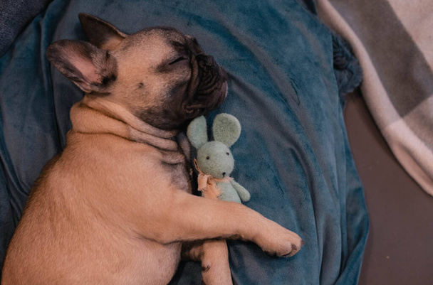 Niedliche Französische Bulldogge Welpe schläft auf einem Sofa zu Hause mit Wolle Bier Spielzeug .Kopierraum. - Foto, Bild